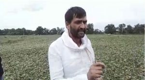 Shajapur Soyabeen Crop